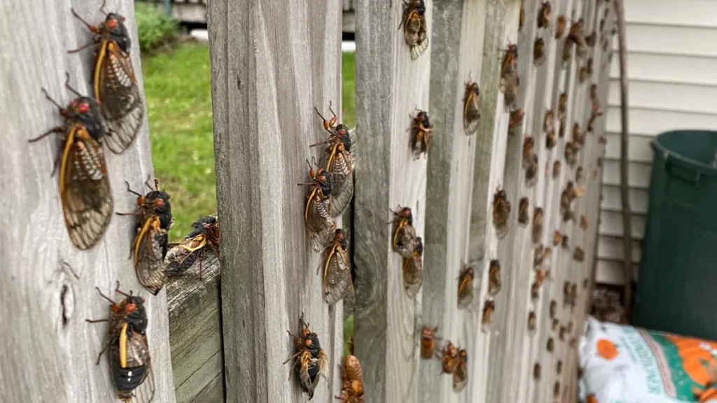 Grande emergência de cigarras em 2024